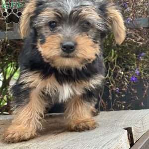 Miles, Yorkie Puppy