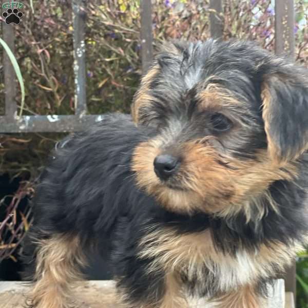 Miles, Yorkie Puppy