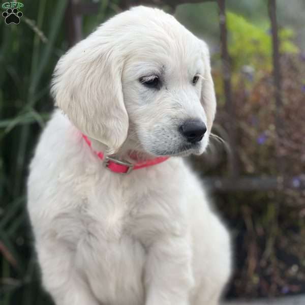 Sasha, English Cream Golden Retriever Puppy