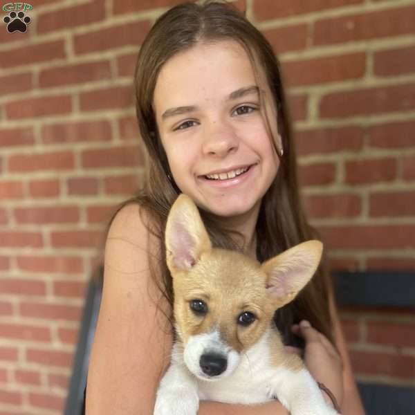Amber, Pembroke Welsh Corgi Puppy