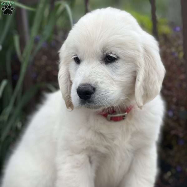 Sugar, English Cream Golden Retriever Puppy