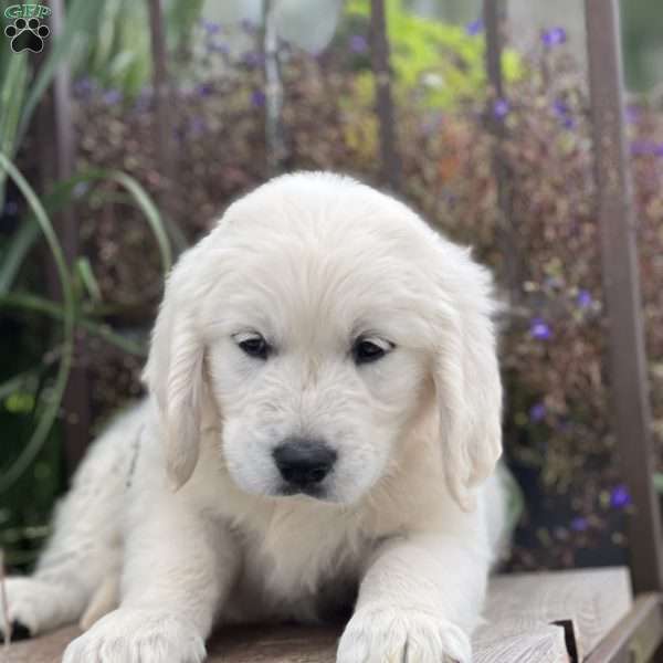 Seth, English Cream Golden Retriever Puppy