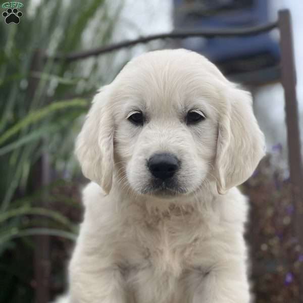 Snickers, English Cream Golden Retriever Puppy
