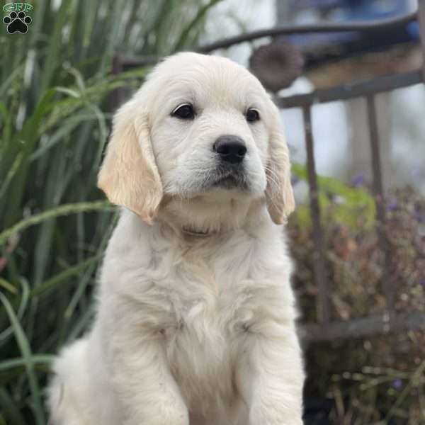 Stevie, English Cream Golden Retriever Puppy