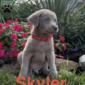 Skyler, Silver Labrador Retriever Puppy