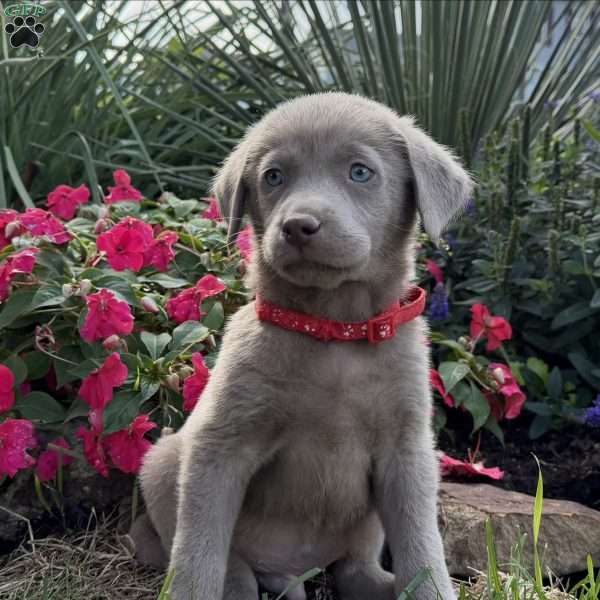 Skyler, Silver Labrador Retriever Puppy