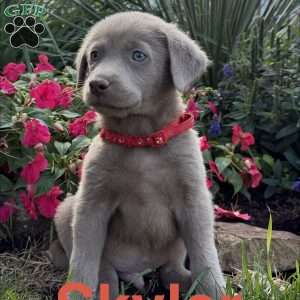 Skyler, Silver Labrador Retriever Puppy