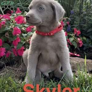 Skyler, Silver Labrador Retriever Puppy