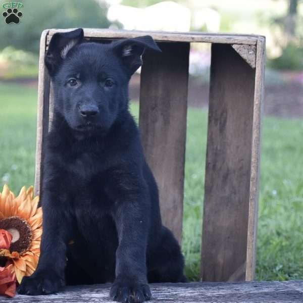 Guinness, German Shepherd Puppy