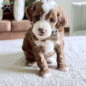 Cannoli, Mini Goldendoodle Puppy