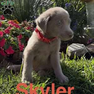 Skyler, Silver Labrador Retriever Puppy