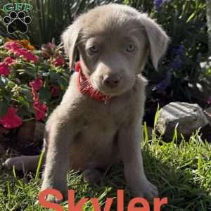 Skyler, Silver Labrador Retriever Puppy