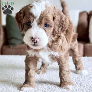 Cannoli, Mini Goldendoodle Puppy