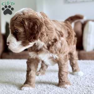 Cannoli, Mini Goldendoodle Puppy