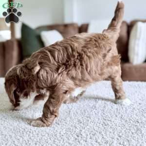 Cannoli, Mini Goldendoodle Puppy