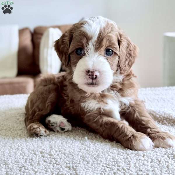 Cannoli, Mini Goldendoodle Puppy