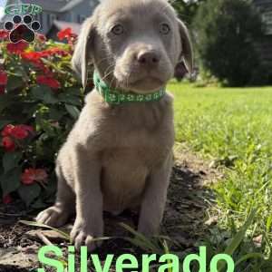 Silverado, Silver Labrador Retriever Puppy
