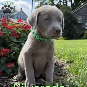 Silverado, Silver Labrador Retriever Puppy