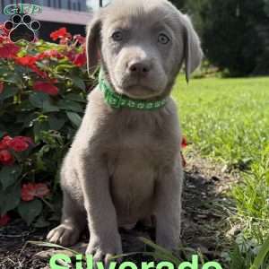 Silverado, Silver Labrador Retriever Puppy