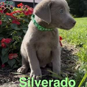 Silverado, Silver Labrador Retriever Puppy