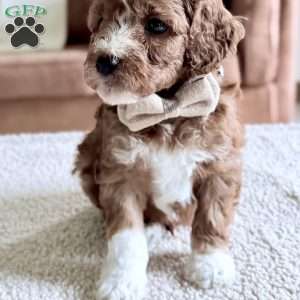 Biscuit, Mini Goldendoodle Puppy