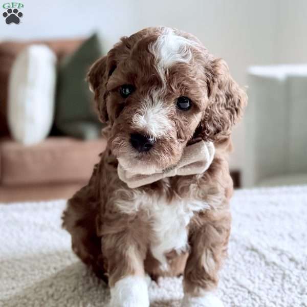 Biscuit, Mini Goldendoodle Puppy