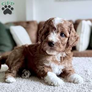 Biscuit, Mini Goldendoodle Puppy