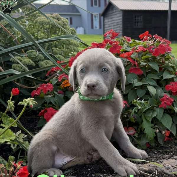 Silverado, Silver Labrador Retriever Puppy