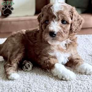 Biscuit, Mini Goldendoodle Puppy