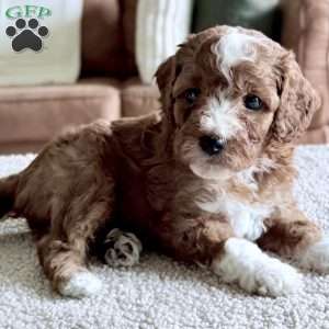 Biscuit, Mini Goldendoodle Puppy