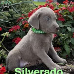 Silverado, Silver Labrador Retriever Puppy