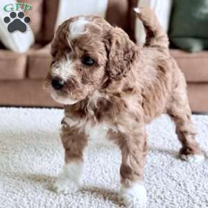 Biscuit, Mini Goldendoodle Puppy