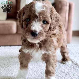 Biscuit, Mini Goldendoodle Puppy