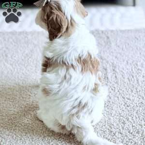 Caramel, Mini Goldendoodle Puppy