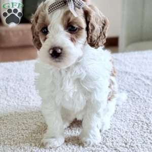 Caramel, Mini Goldendoodle Puppy