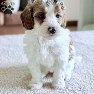Caramel, Mini Goldendoodle Puppy