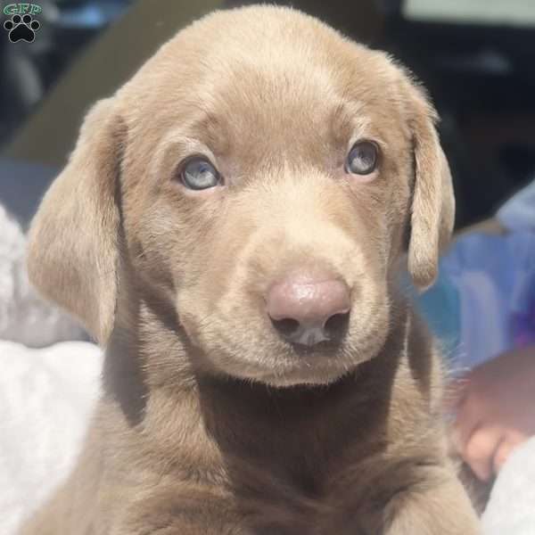 Penny, Silver Labrador Retriever Puppy