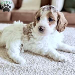 Caramel, Mini Goldendoodle Puppy