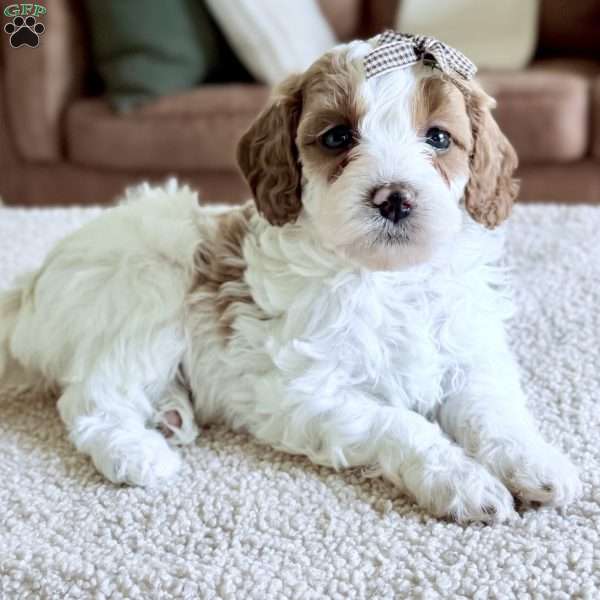 Caramel, Mini Goldendoodle Puppy