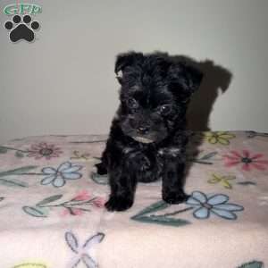 Alana, Yorkie Puppy
