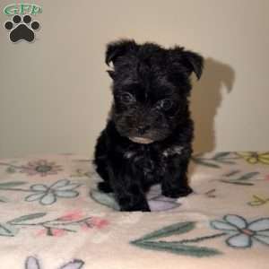 Alana, Yorkie Puppy
