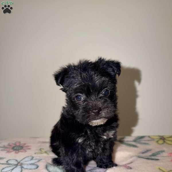 Alana, Yorkie Puppy