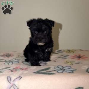 Alana, Yorkie Puppy