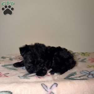 Alana, Yorkie Puppy
