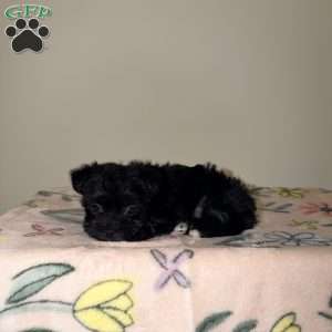 Alana, Yorkie Puppy