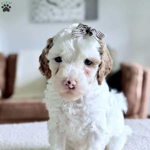 Marshmallow, Mini Goldendoodle Puppy