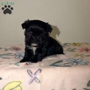 Chloe, Yorkie Puppy
