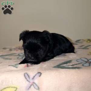 Chloe, Yorkie Puppy