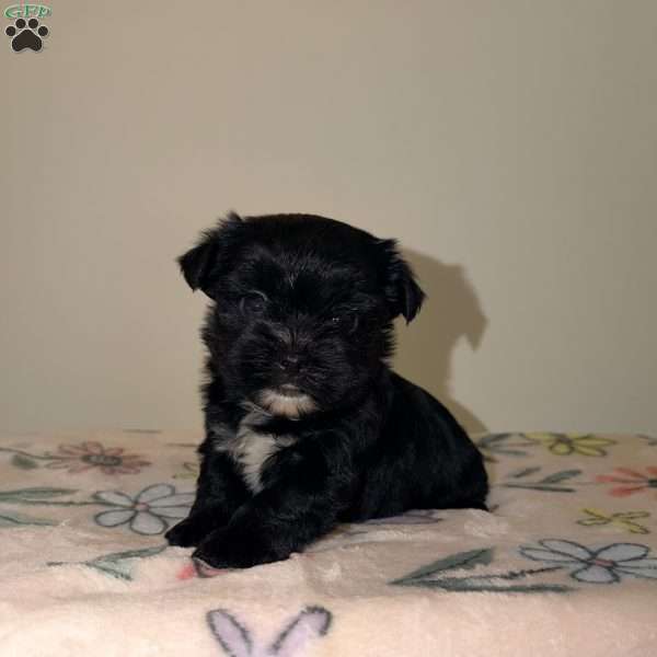 Chloe, Yorkie Puppy