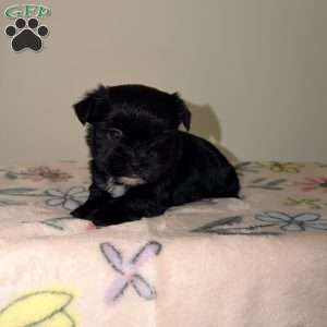 Chloe, Yorkie Puppy